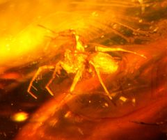 Spider trapped in amber